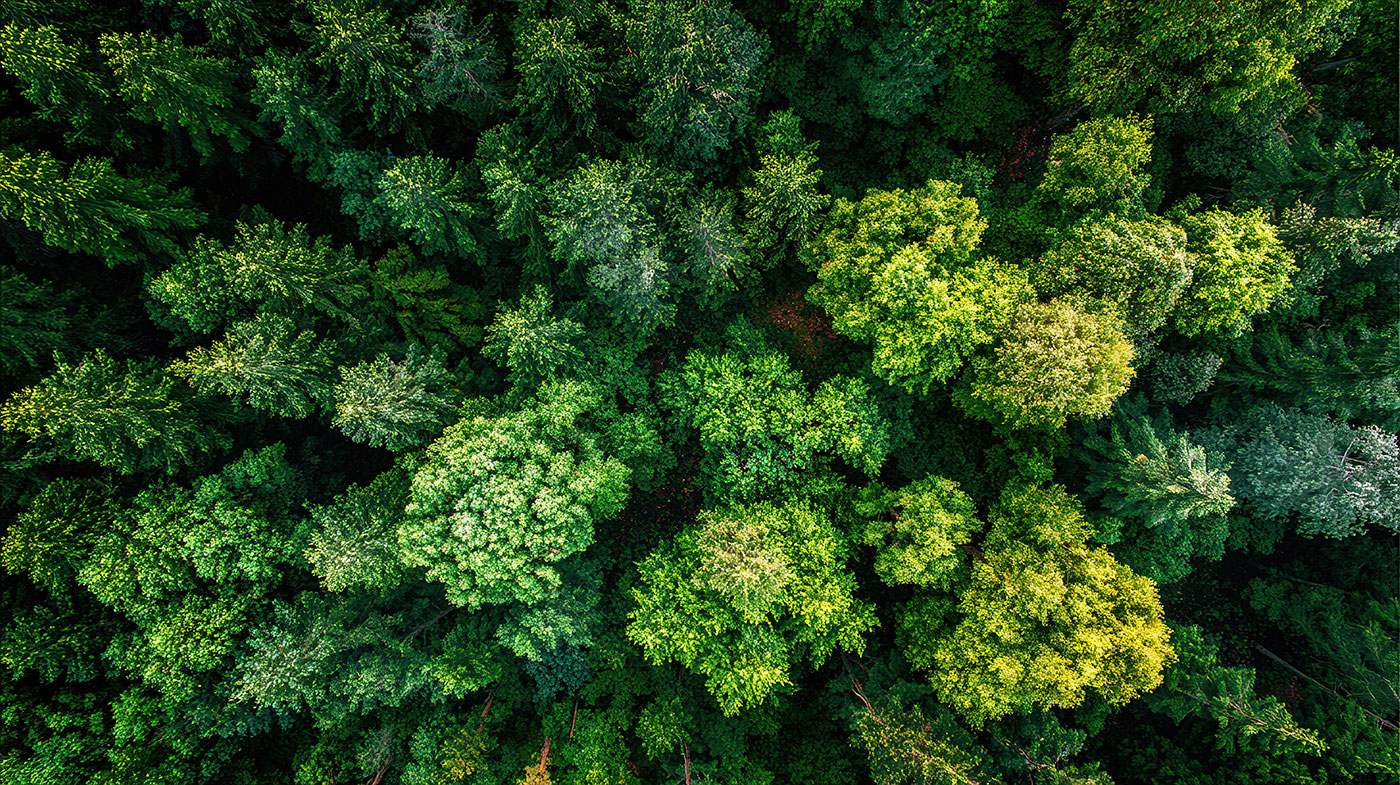 Aerial view of a dense forest with a variety of green treetops. Different shades of green indicate diverse tree species. No visible paths or clearings. The scene is filled entirely with trees.
